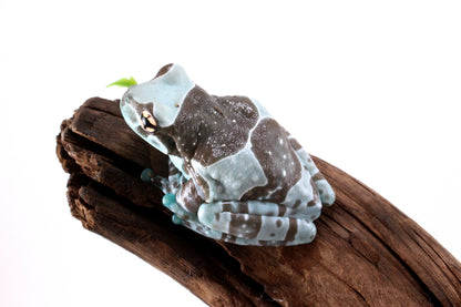 CB Amazon Milk Frog
