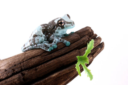 CB Amazon Milk Frog
