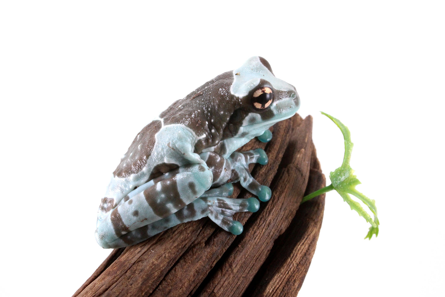 CB Amazon Milk Frog