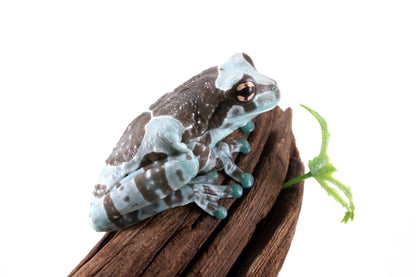 CB Amazon Milk Frog