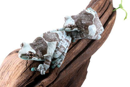 CB Amazon Milk Frog