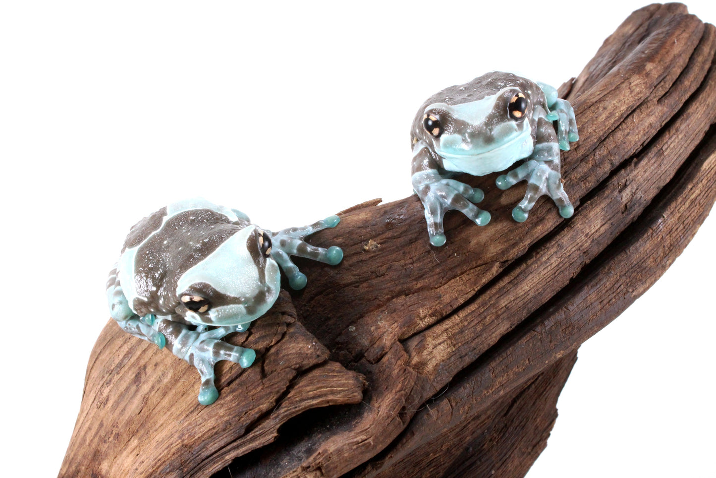 CB Amazon Milk Frog