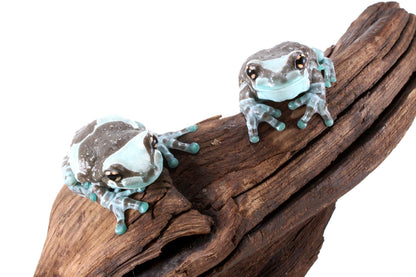 CB Amazon Milk Frog