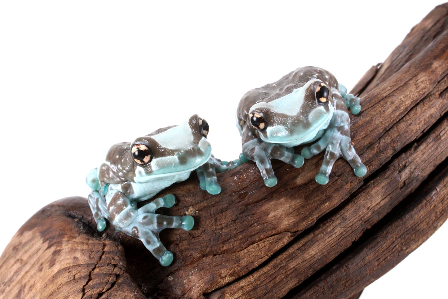 CB Amazon Milk Frog