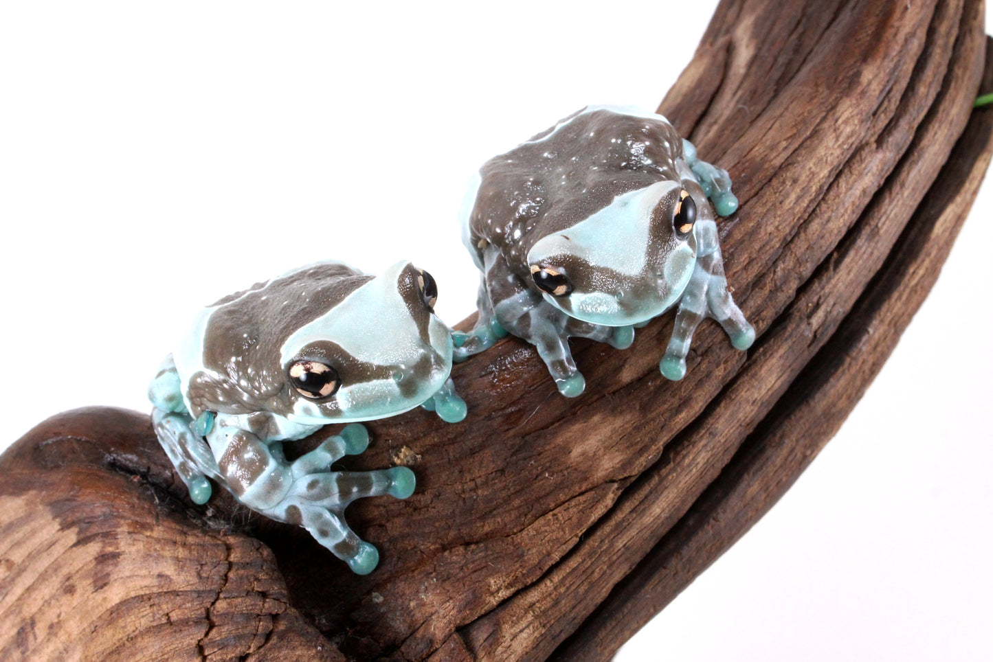 CB Amazon Milk Frog