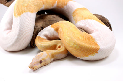 Dreamsicle Ball Python