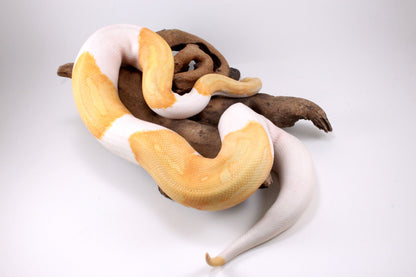Dreamsicle Ball Python