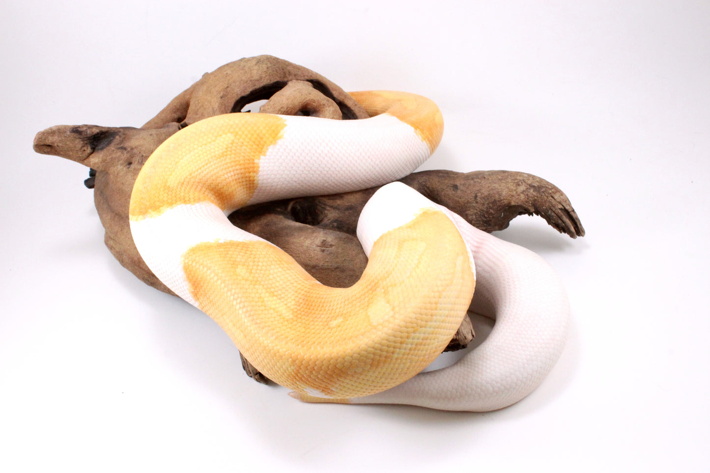 Dreamsicle Ball Python