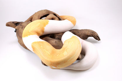 Dreamsicle Ball Python
