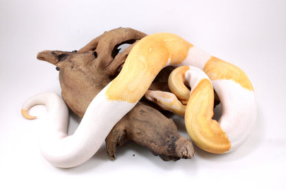 Dreamsicle Ball Python