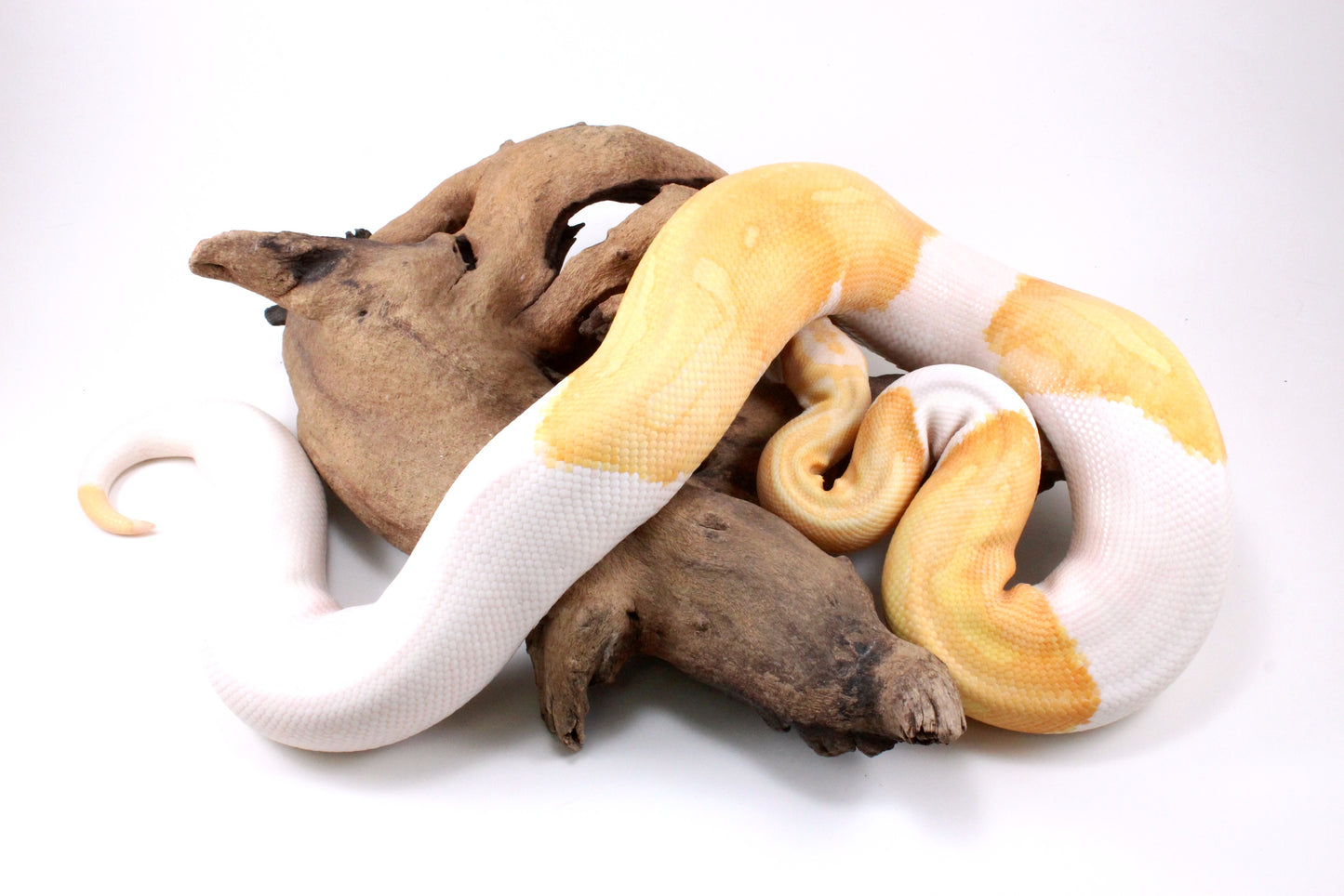 Dreamsicle Ball Python