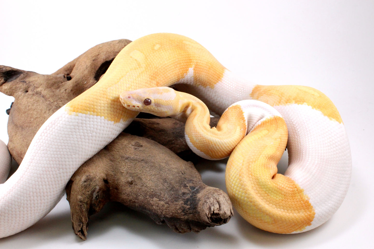 Dreamsicle Ball Python