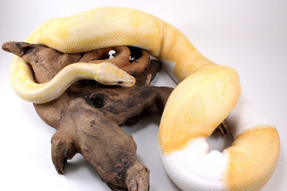 Dreamsicle Ball Python