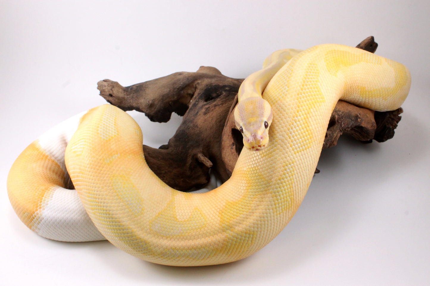 Dreamsicle Ball Python