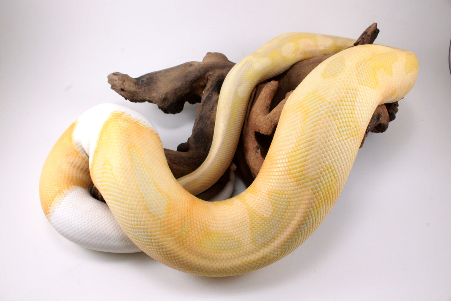Dreamsicle Ball Python