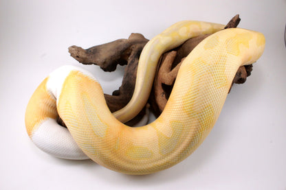 Dreamsicle Ball Python