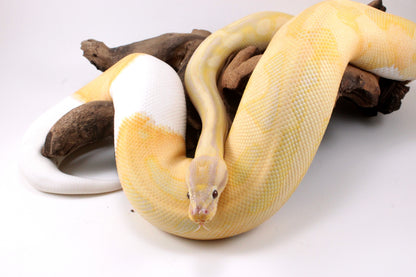 Dreamsicle Ball Python