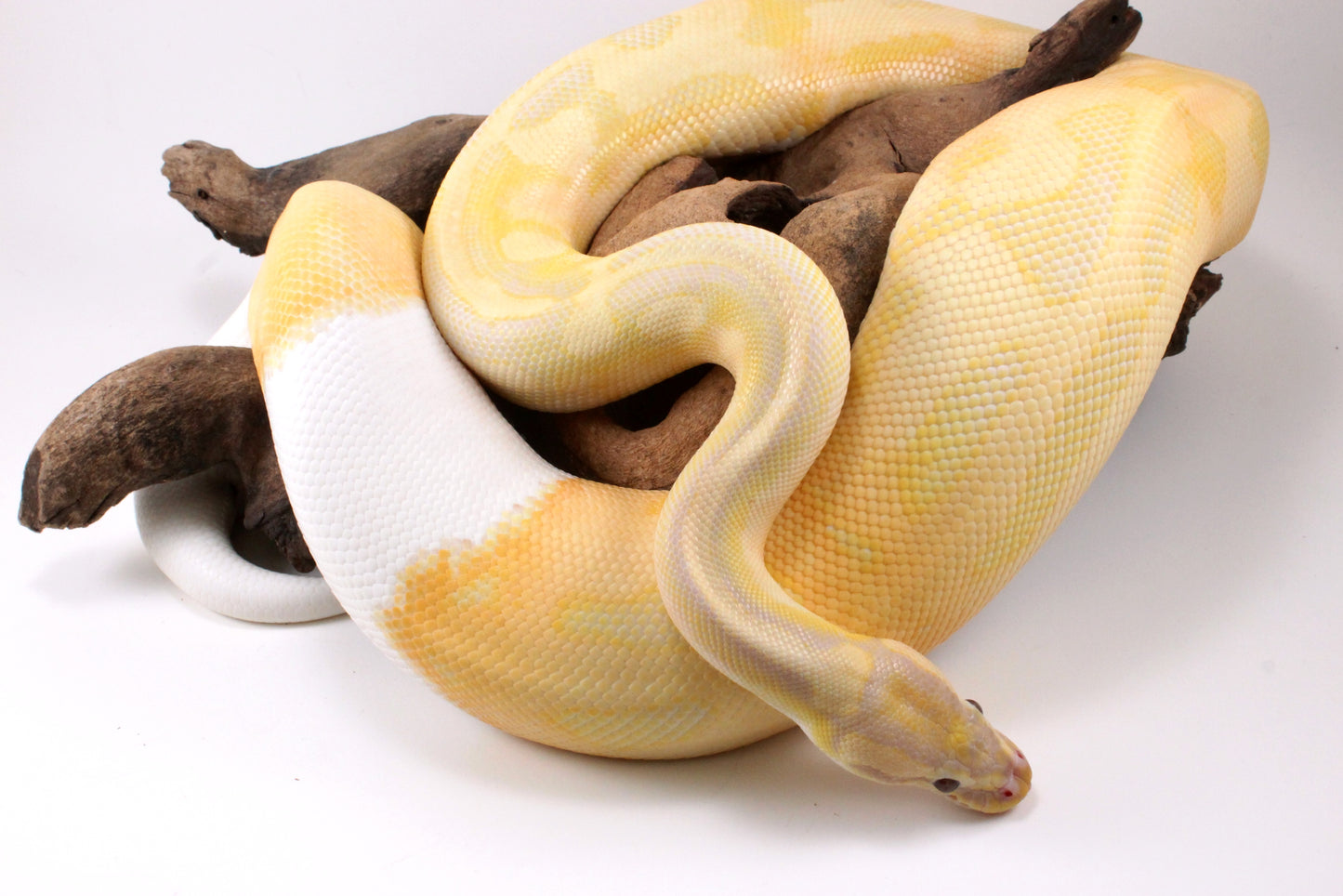 Dreamsicle Ball Python