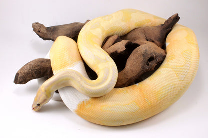 Dreamsicle Ball Python