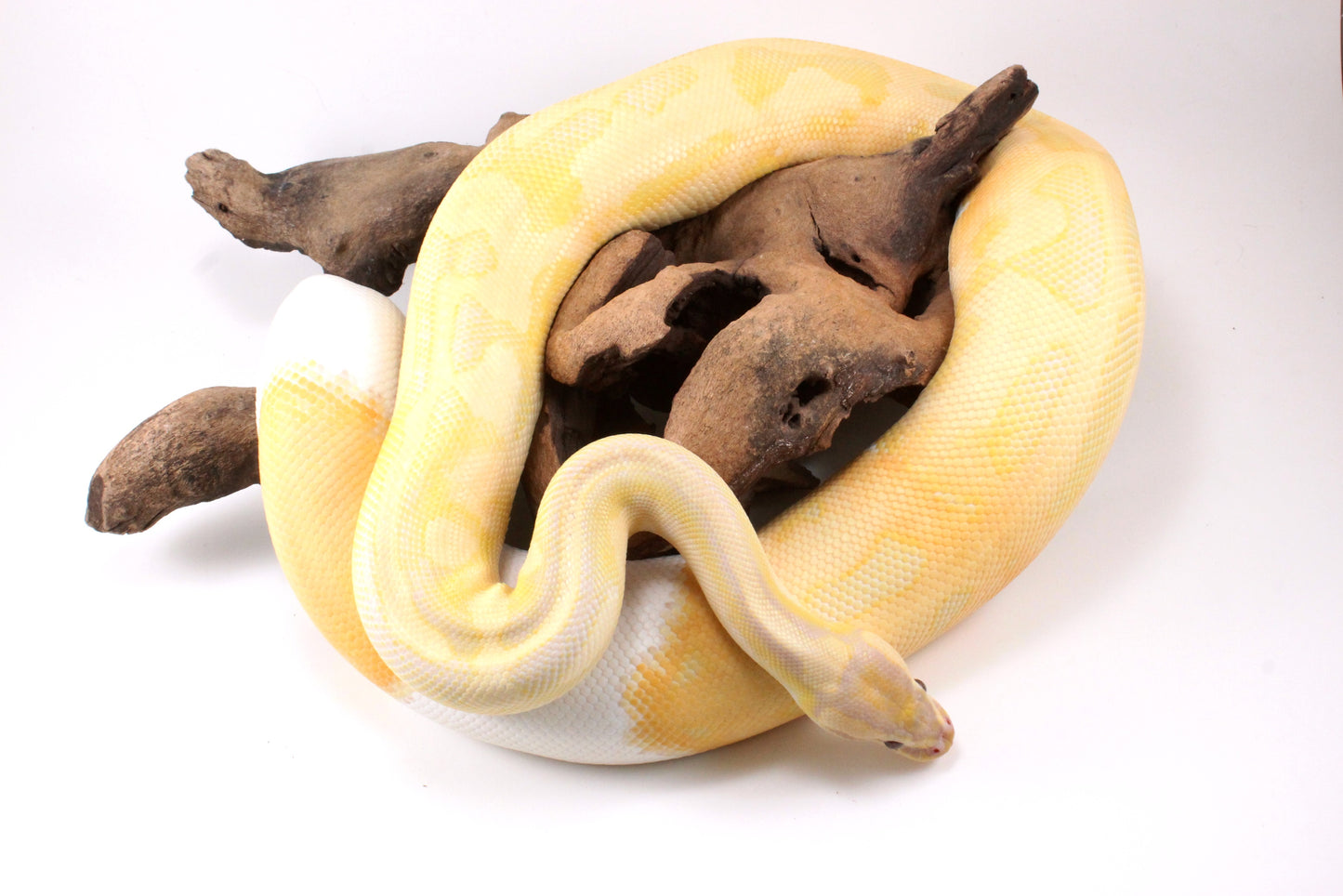 Dreamsicle Ball Python