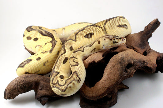 Fire Clown Orange Dream Ball Python