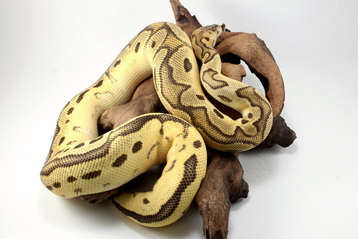 Fire Clown Orange Dream Ball Python