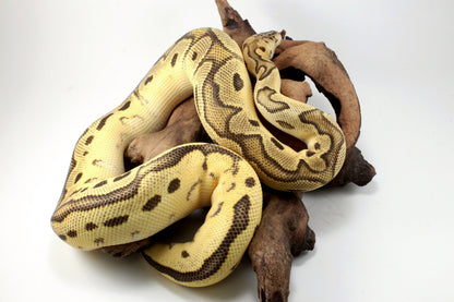 Fire Clown Orange Dream Ball Python