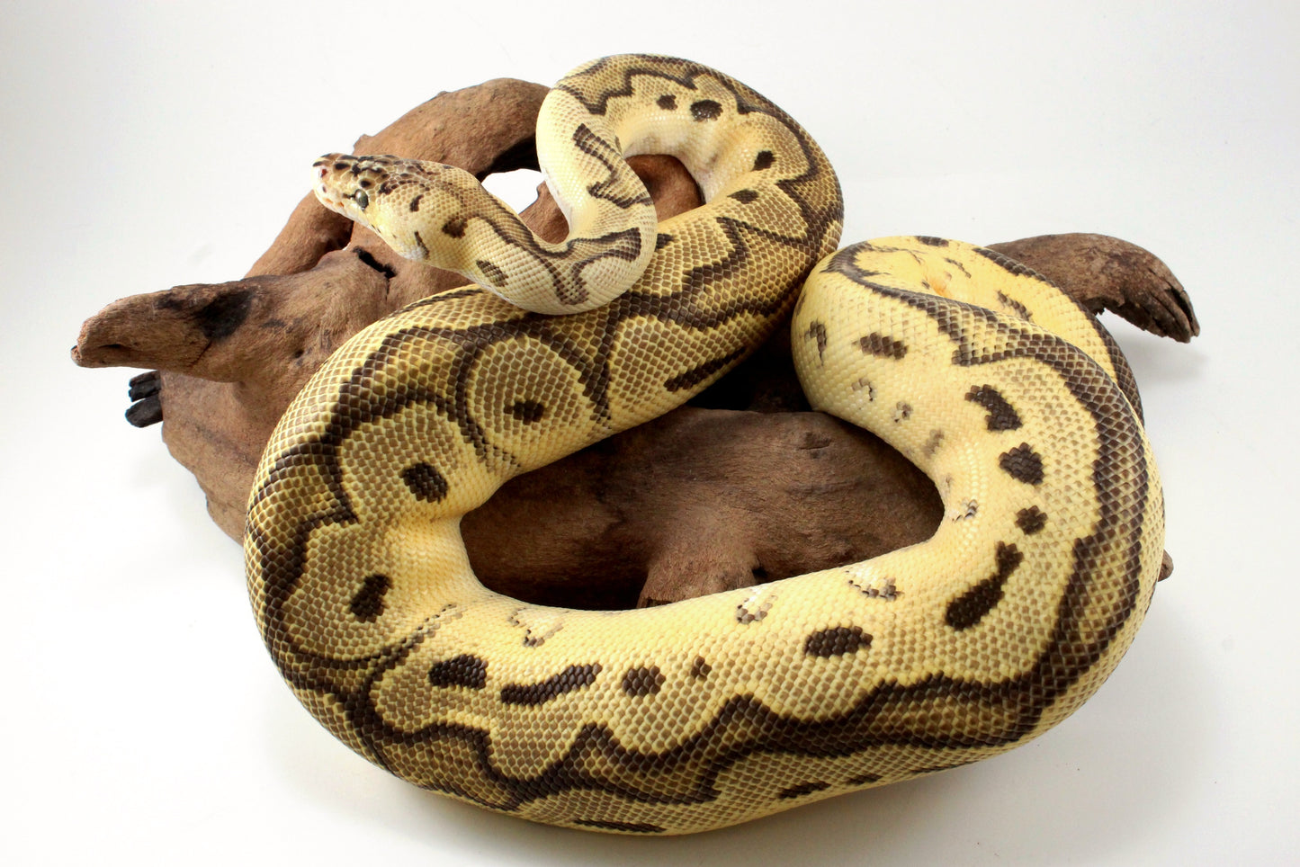 Fire Clown Orange Dream Ball Python