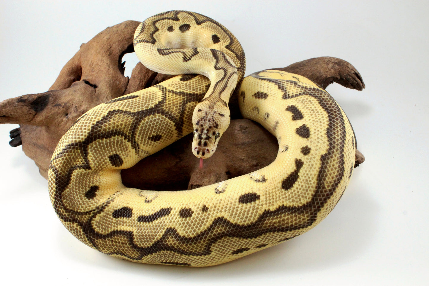 Fire Clown Orange Dream Ball Python