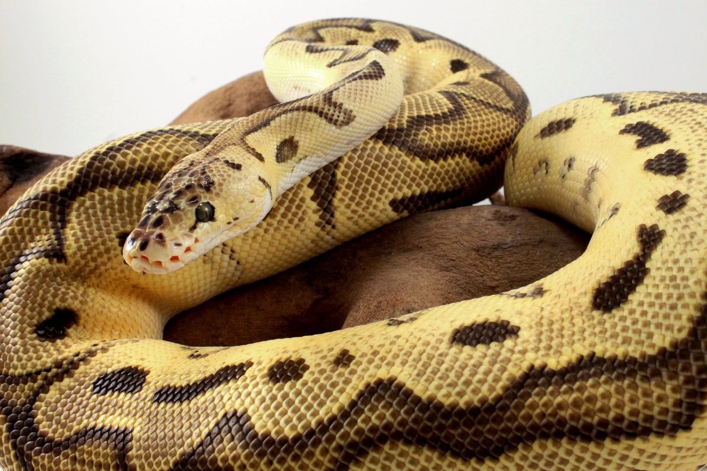 Fire Clown Orange Dream Ball Python