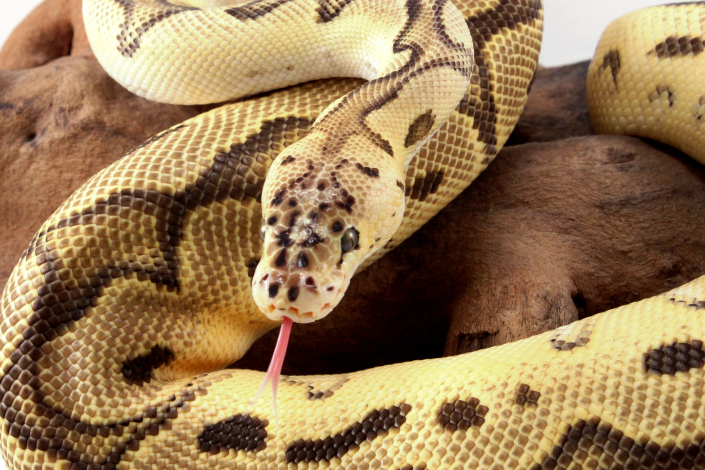 Fire Clown Orange Dream Ball Python