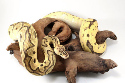 Fire Clown Orange Dream Ball Python
