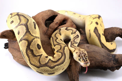 Fire Clown Orange Dream Ball Python