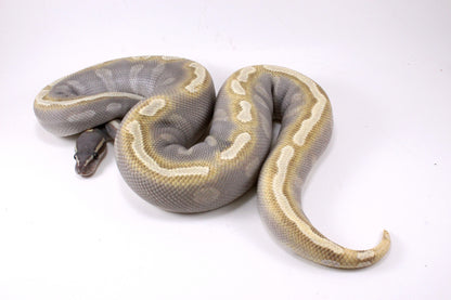 Mojave GHI Ball Python