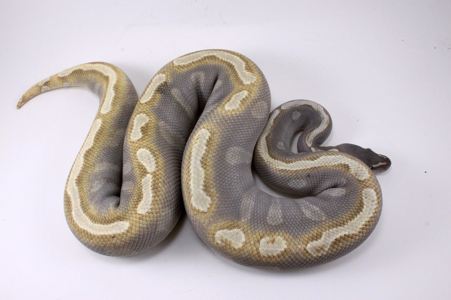 Mojave GHI Ball Python