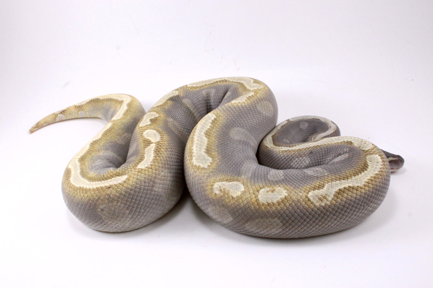 Mojave GHI Ball Python