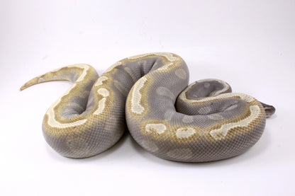 Mojave GHI Ball Python