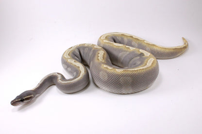 Mojave GHI Ball Python