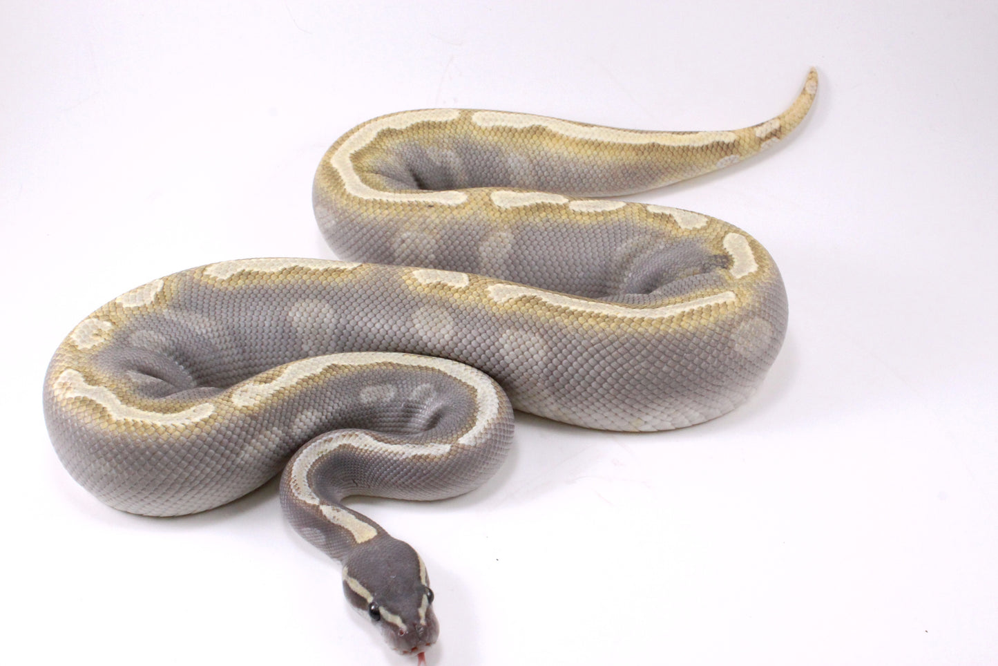 Mojave GHI Ball Python