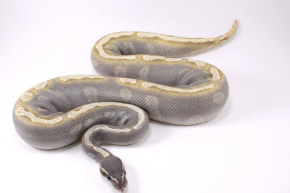 Mojave GHI Ball Python