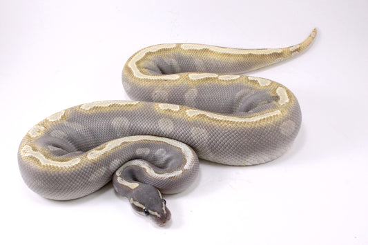 Mojave GHI Ball Python