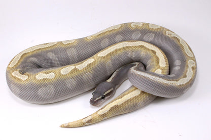 Mojave GHI Ball Python