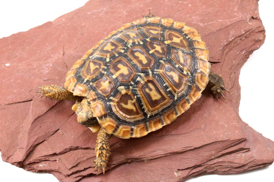 Pancake Tortoise