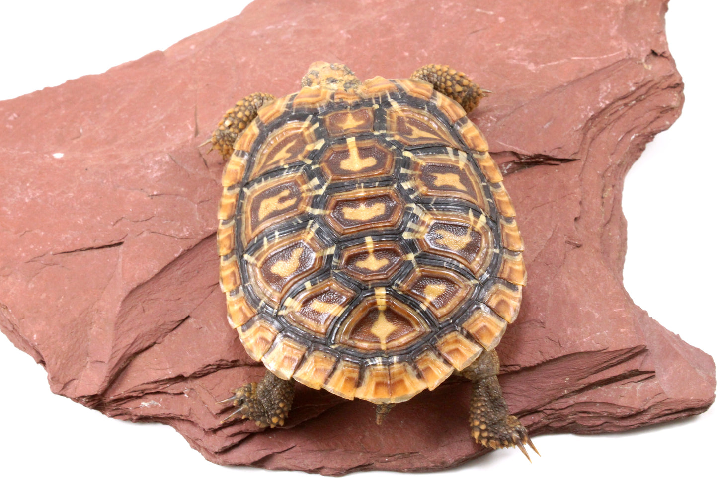 Pancake Tortoise