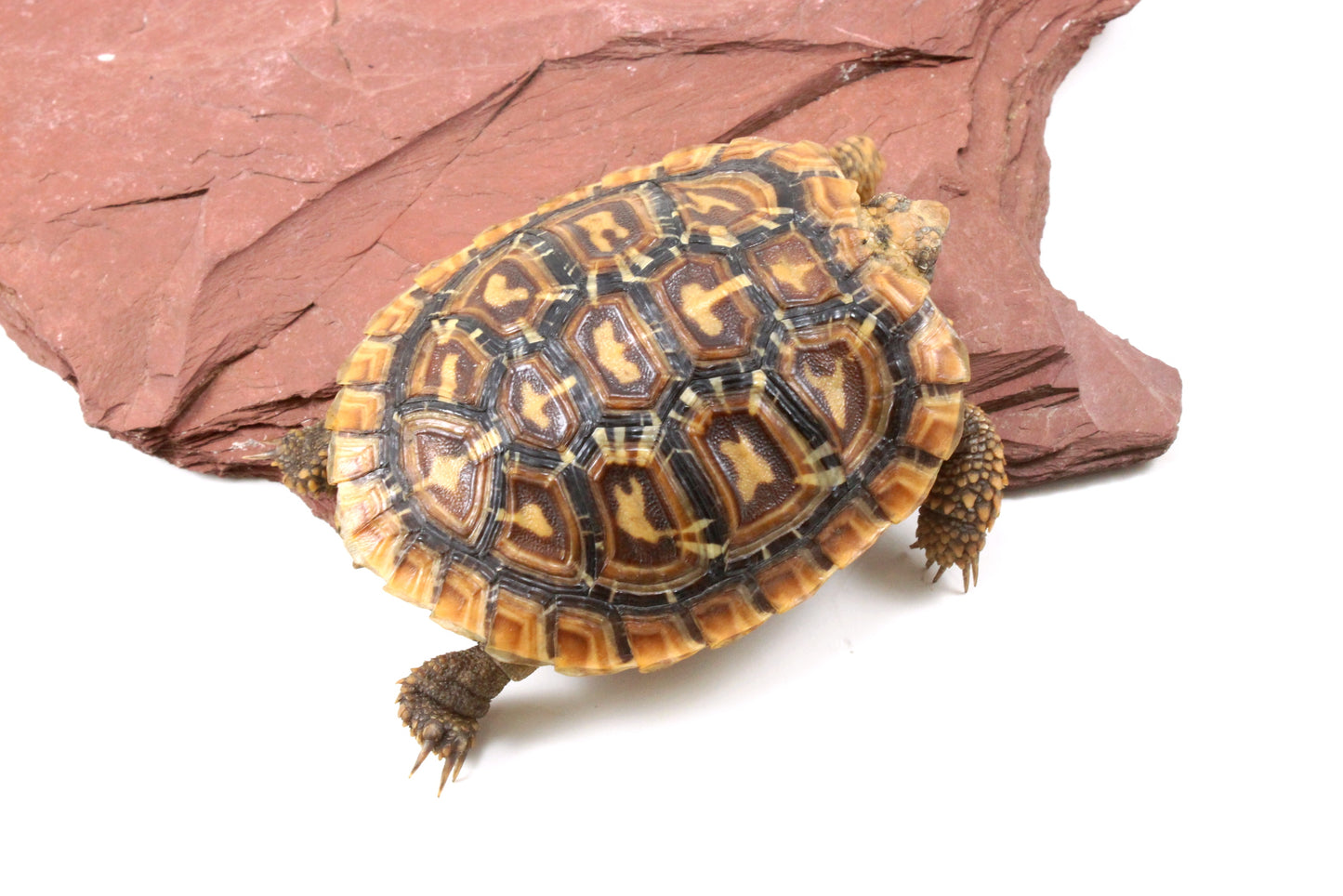 Pancake Tortoise