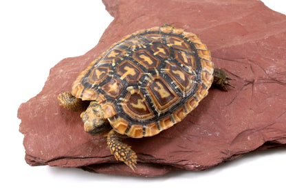 Pancake Tortoise