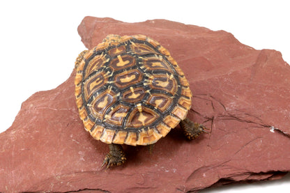 Pancake Tortoise