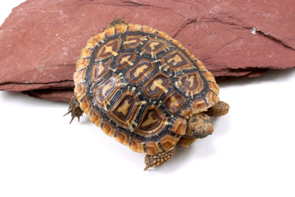 Pancake Tortoise