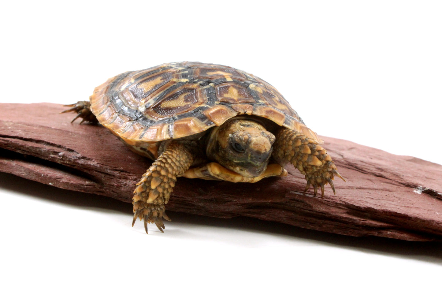 Pancake Tortoise