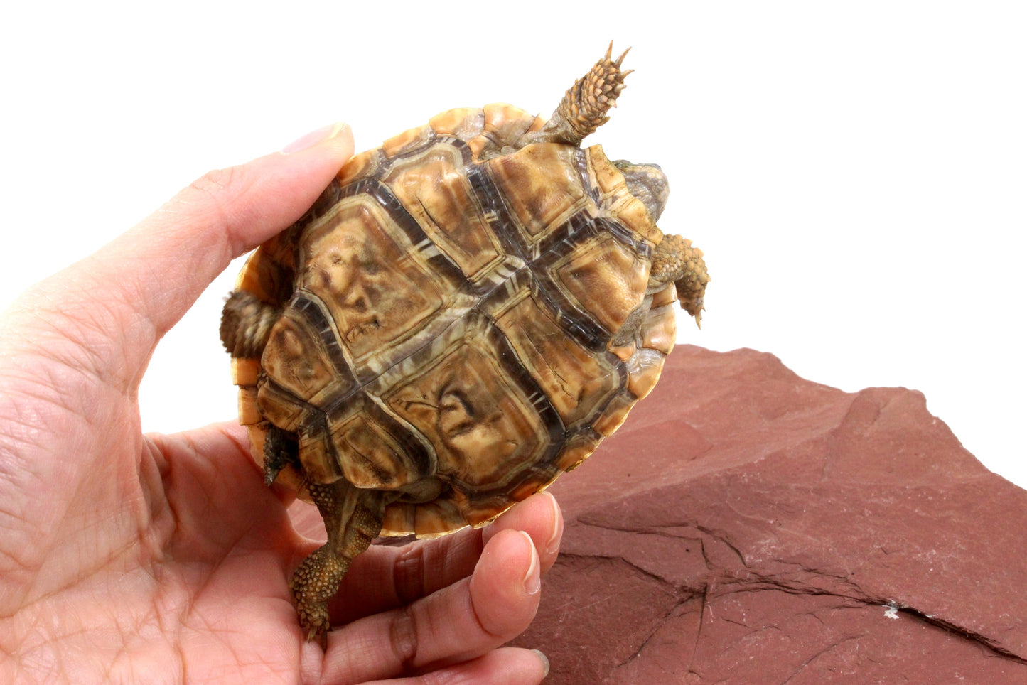 Pancake Tortoise